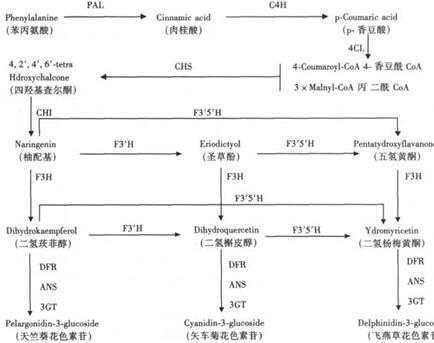 花青苷的生物合成途径