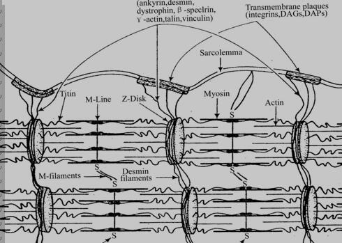 肌原纤文的骨架结构及蛋白组成示意图