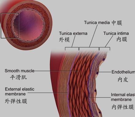 动脉壁结构