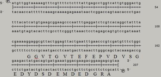 拟黑腹牛虻Immunoregulin HA核酸序列