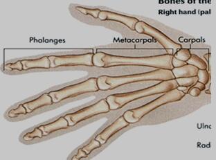 人手掌结构图